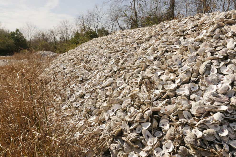 Oyster shells given new life as reefs off Texas coast Phnom Penh Post